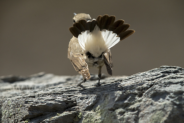 Isabellsteinschmätzer (Oenanthe isabellina)