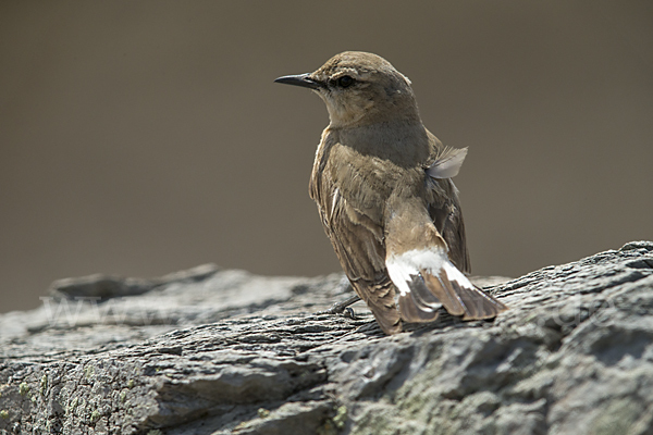 Isabellsteinschmätzer (Oenanthe isabellina)