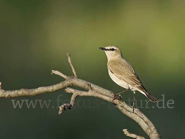 Isabellsteinschmätzer (Oenanthe isabellina)