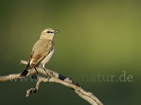 Isabellsteinschmätzer (Oenanthe isabellina)