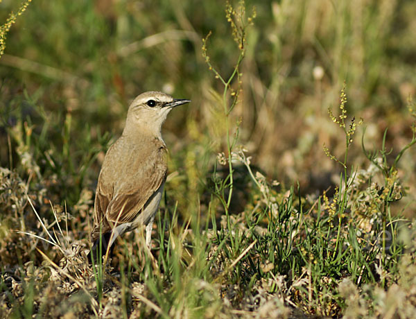 Isabellsteinschmätzer (Oenanthe isabellina)