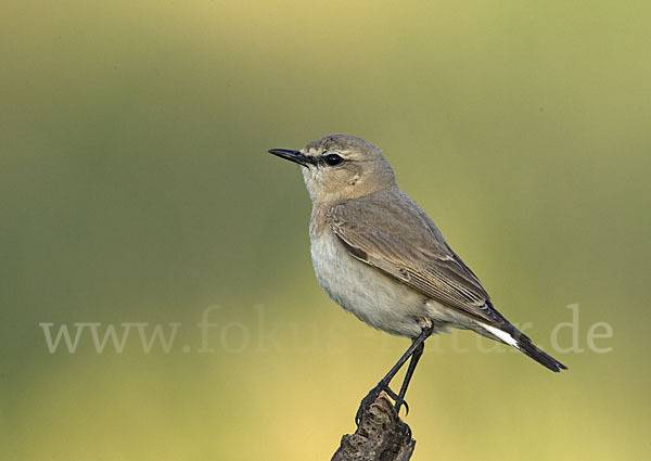 Isabellsteinschmätzer (Oenanthe isabellina)