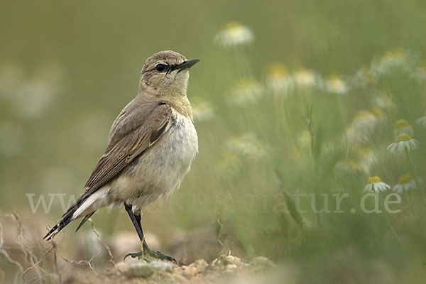 Isabellsteinschmätzer (Oenanthe isabellina)