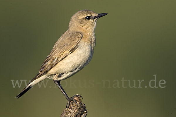 Isabellsteinschmätzer (Oenanthe isabellina)