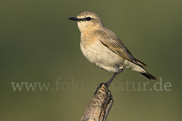 Isabellsteinschmätzer (Oenanthe isabellina)