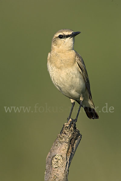 Isabellsteinschmätzer (Oenanthe isabellina)