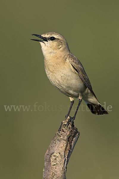 Isabellsteinschmätzer (Oenanthe isabellina)