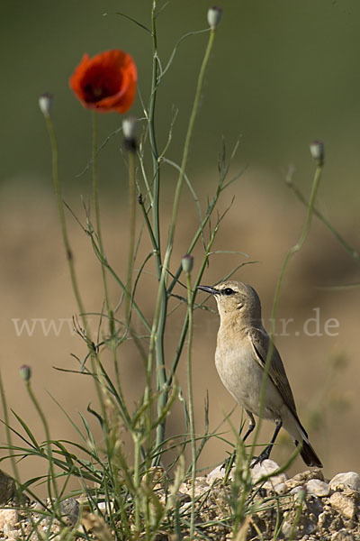 Isabellsteinschmätzer (Oenanthe isabellina)