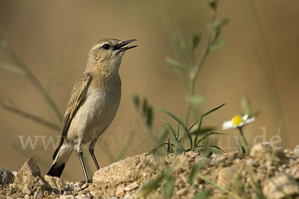 Isabellsteinschmätzer (Oenanthe isabellina)