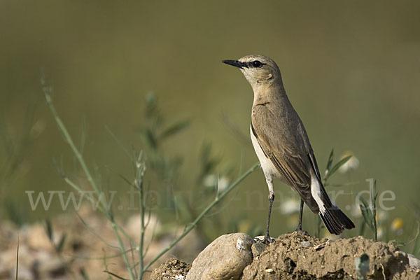 Isabellsteinschmätzer (Oenanthe isabellina)