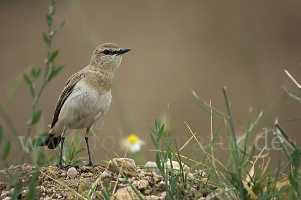 Isabellsteinschmätzer (Oenanthe isabellina)