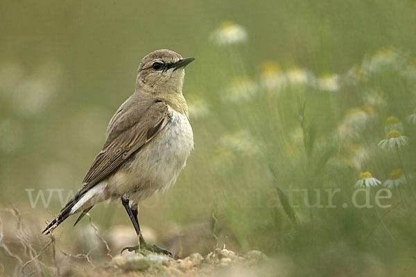 Isabellsteinschmätzer (Oenanthe isabellina)