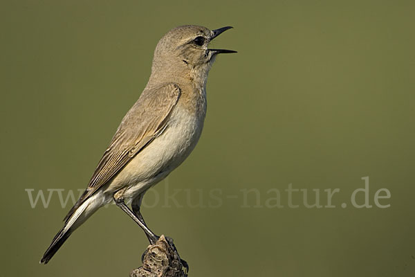 Isabellsteinschmätzer (Oenanthe isabellina)