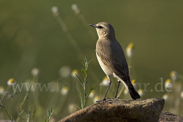 Isabellsteinschmätzer (Oenanthe isabellina)