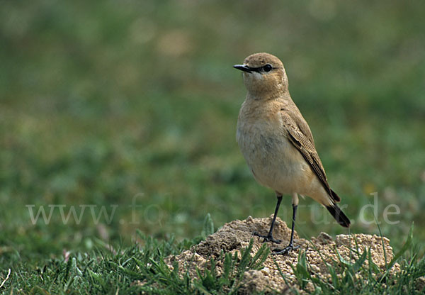 Isabellsteinschmätzer (Oenanthe isabellina)