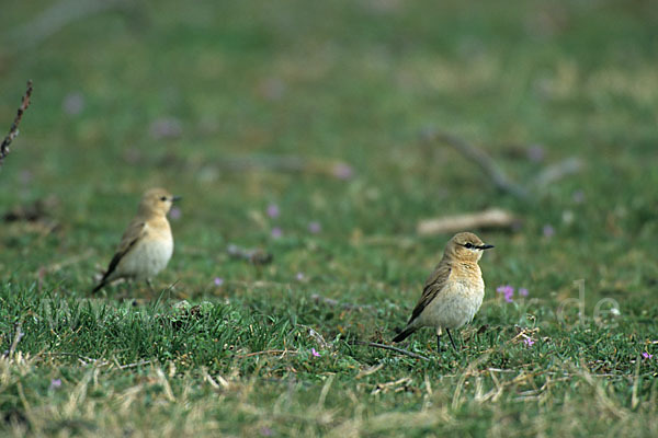 Isabellsteinschmätzer (Oenanthe isabellina)