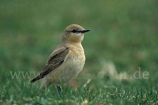 Isabellsteinschmätzer (Oenanthe isabellina)