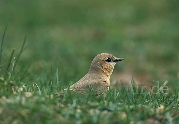 Isabellsteinschmätzer (Oenanthe isabellina)