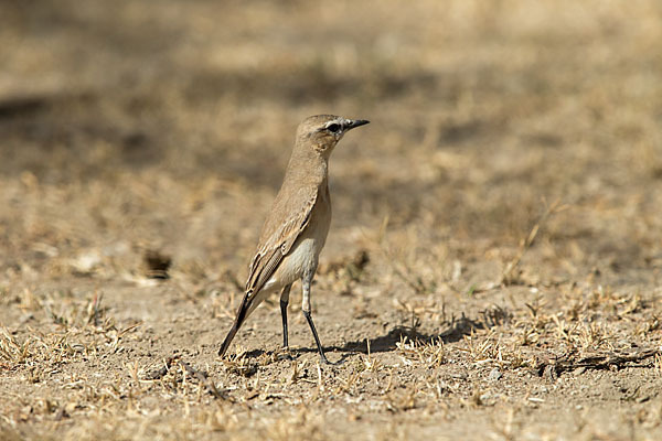 Isabellsteinschmätzer (Oenanthe isabellina)