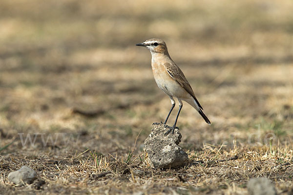 Isabellsteinschmätzer (Oenanthe isabellina)