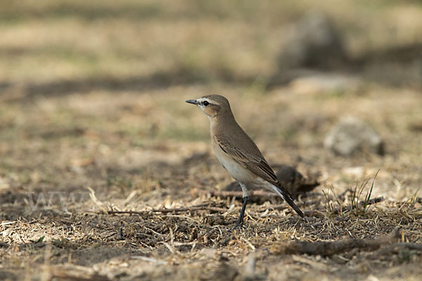 Isabellsteinschmätzer (Oenanthe isabellina)