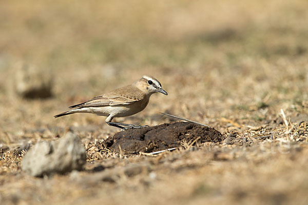 Isabellsteinschmätzer (Oenanthe isabellina)