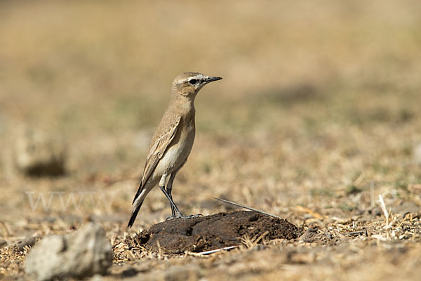 Isabellsteinschmätzer (Oenanthe isabellina)