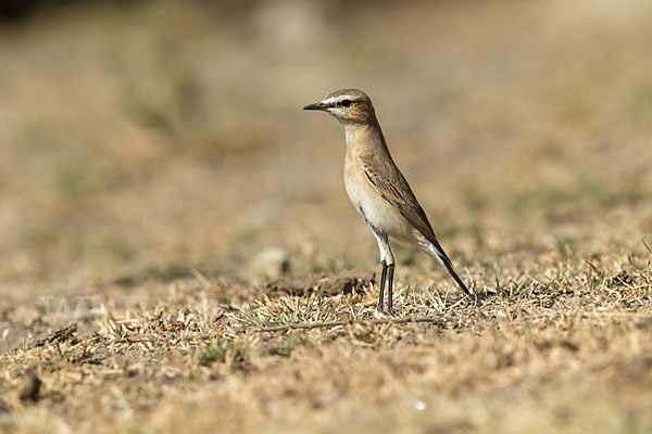 Isabellsteinschmätzer (Oenanthe isabellina)