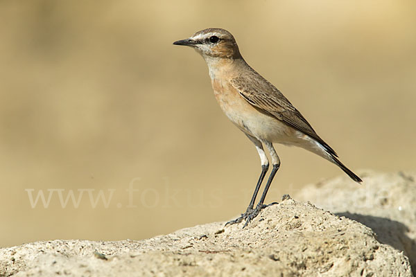 Isabellsteinschmätzer (Oenanthe isabellina)