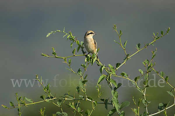 Isabellwürger (Lanius isabellinus)