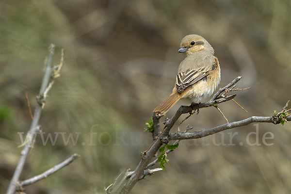 Isabellwürger (Lanius isabellinus)