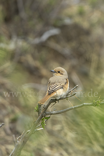 Isabellwürger (Lanius isabellinus)