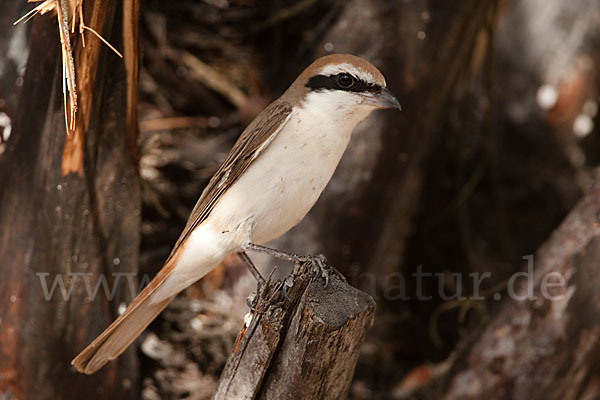 Isabellwürger (Lanius isabellinus)