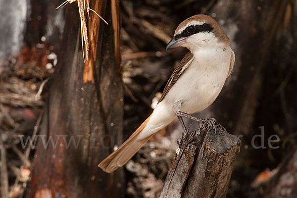 Isabellwürger (Lanius isabellinus)