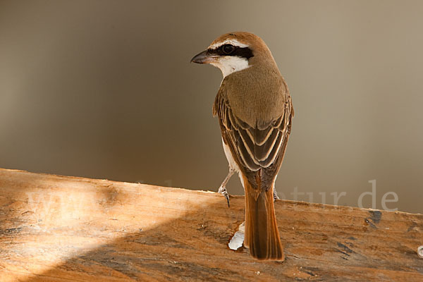 Isabellwürger (Lanius isabellinus)