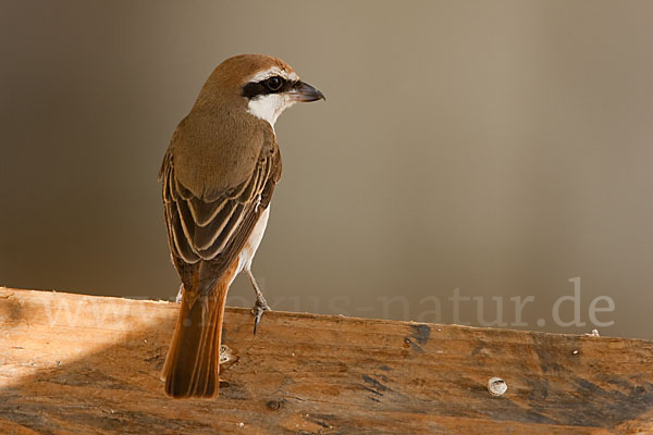 Isabellwürger (Lanius isabellinus)