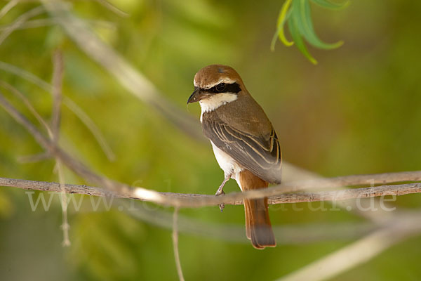 Isabellwürger (Lanius isabellinus)