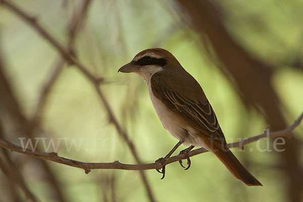 Isabellwürger (Lanius isabellinus)