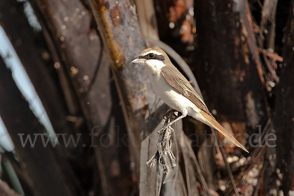 Isabellwürger (Lanius isabellinus)