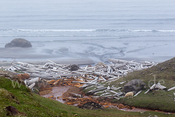 Island (Iceland)