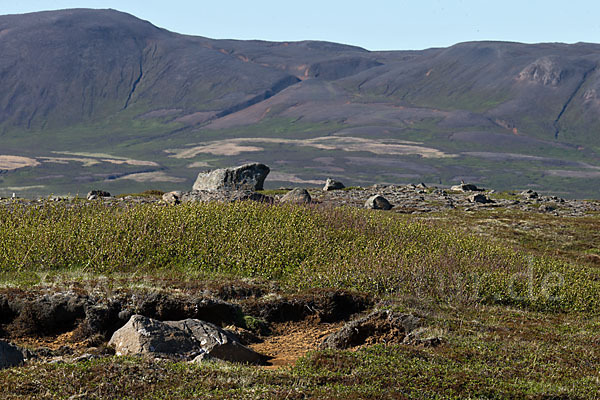 Island (Iceland)