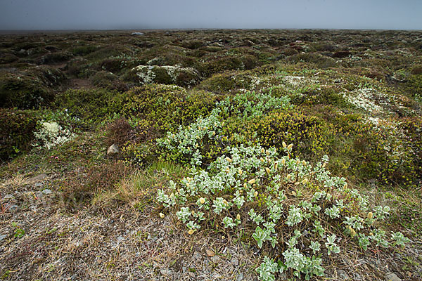 Island (Iceland)