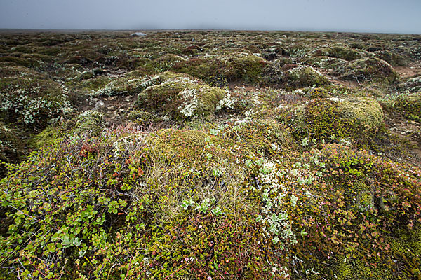 Island (Iceland)