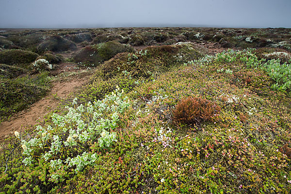 Island (Iceland)