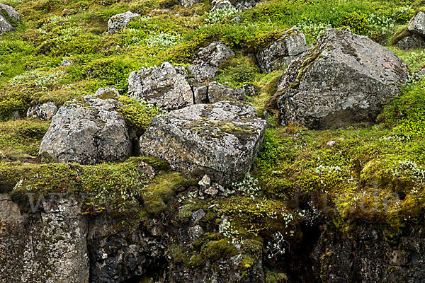 Island (Iceland)