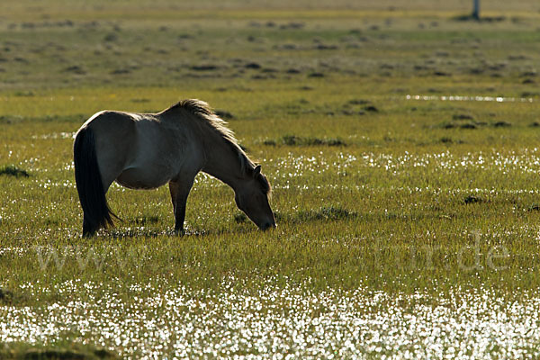 Islandpony (Equus caballus sspec. 1)