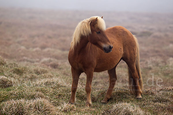 Islandpony (Equus caballus sspec. 1)