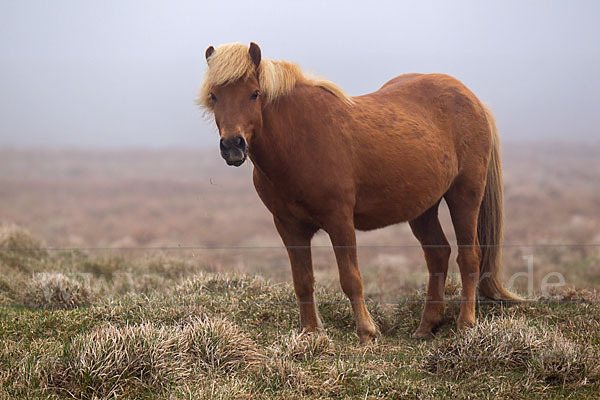 Islandpony (Equus caballus sspec. 1)