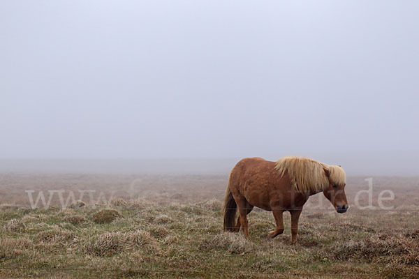 Islandpony (Equus caballus sspec. 1)