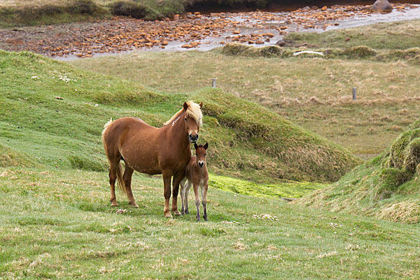 Islandpony (Equus caballus sspec. 1)